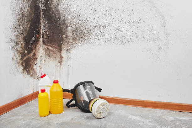 Best Mold Testing  in San Felipe, TX