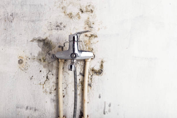Best Mold Remediation Experts  in San Felipe, TX