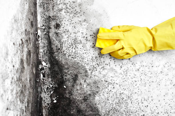 Best Mold Remediation  in San Felipe, TX