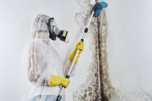 Best Black Mold Removal  in San Felipe, TX