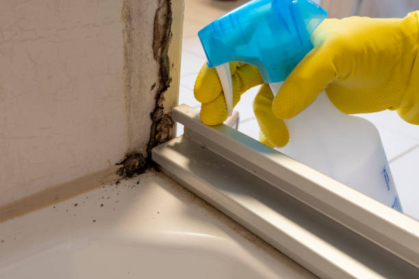 Best Professional Mold Removal  in San Felipe, TX