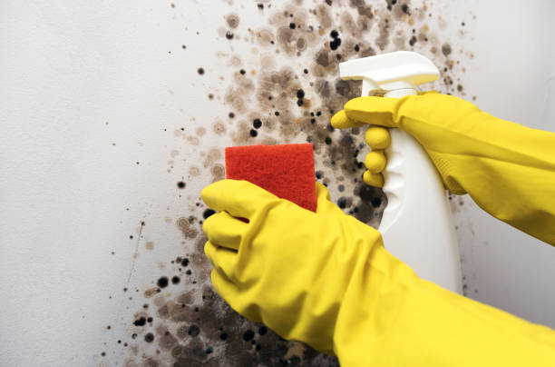 Best Local Mold Removal Service  in San Felipe, TX