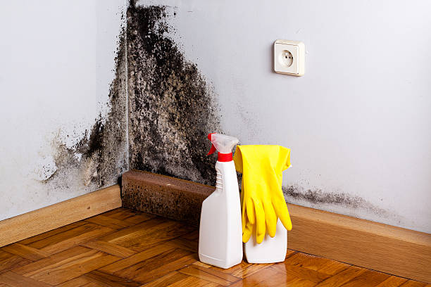 Best Attic Mold Removal  in San Felipe, TX