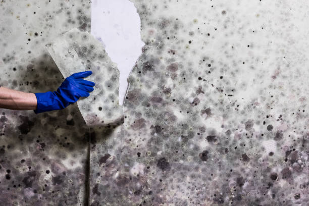 Best Attic Mold Removal  in San Felipe, TX