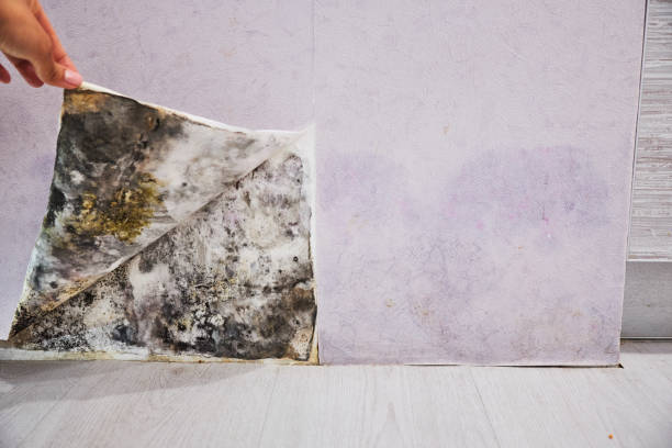 Best Certified Mold Removal  in San Felipe, TX